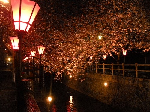 中野川の八重桜